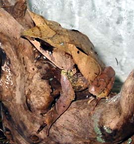 Asian Horned Frog L