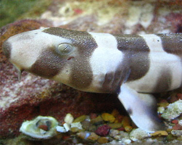 Shark - Banded Cat XL