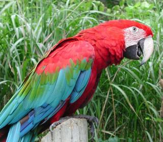 Green-winged Macaw (Húgó)