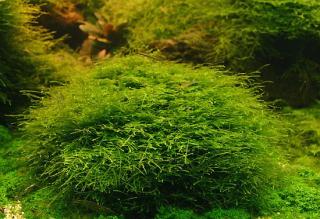 Taxiphyllum barbieri (Java Moss) - La