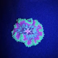 Stichodactyla tapetum 'Coloured' AS
