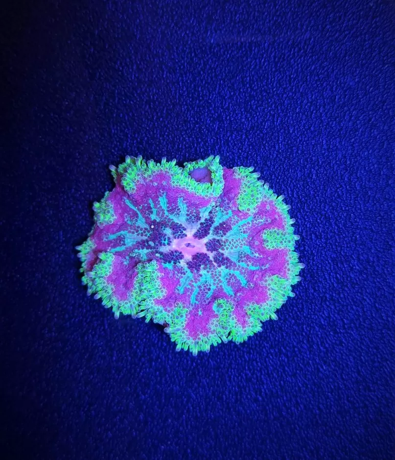 Stichodactyla tapetum 'Coloured' AS