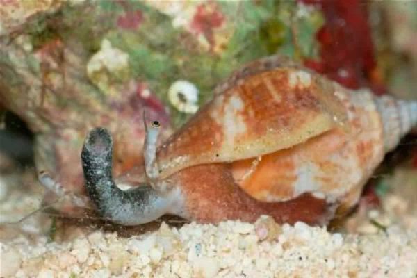 Snail - Sand Sifting L