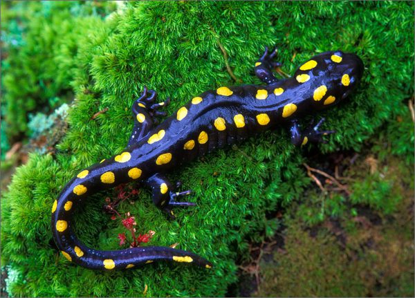 Ambystoma maculatum M