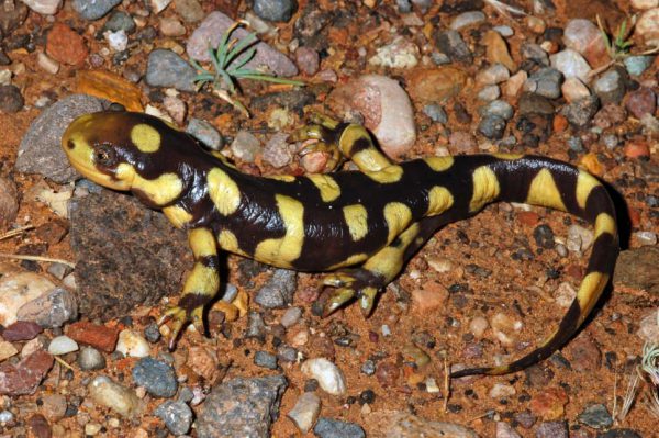 Ambystoma t. mavortium M