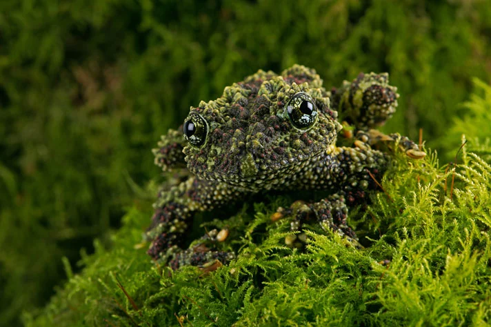 Mini Mossy Frog - Theloderma bicolor (Captive Bred)