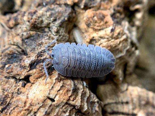 Armadillidium peraccae L - 5 pcs