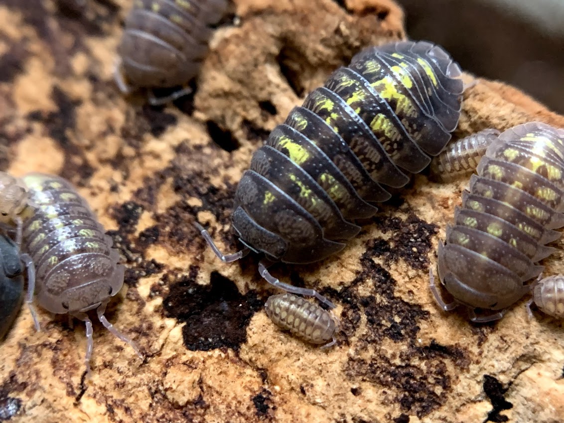 Armadillidium granulatum L - 5 pcs