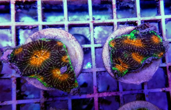 Acanthastrea echinata 'Premium' (Frag) M