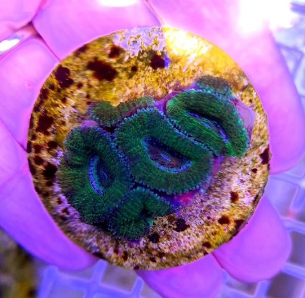 Acanthastrea lordhowensis 'Green Premium' (Frag) M