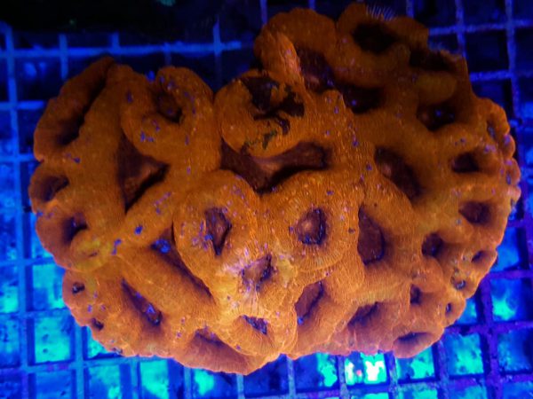 Acanthastrea bowerbanki (Premium) L