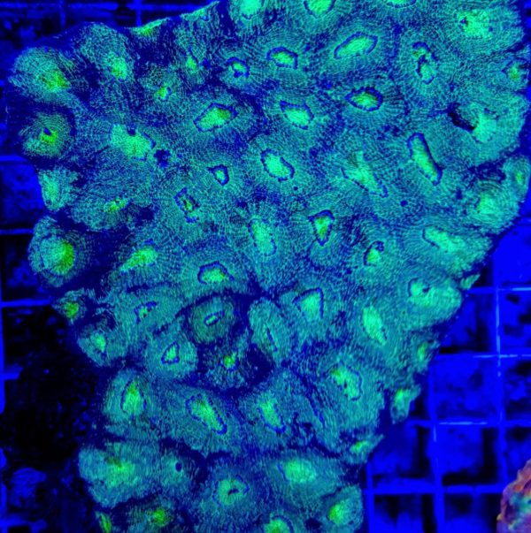 Acanthastrea echinata (Common) M