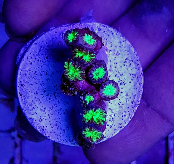 Blastomussa wellsi 'Green' T