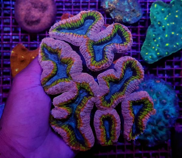 Lobophyllia spp. 'Splitcolor' (Premium' L