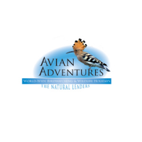Avian Adventures