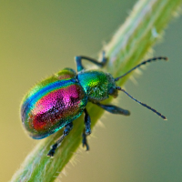 Beetles (bjöllur)