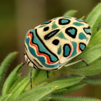 Bugs (pöddur)