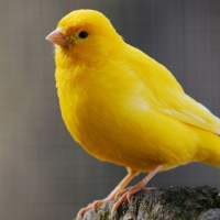 Canaries (kanarífuglar)