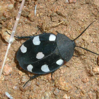 Cockroaches (kakkalakkar)