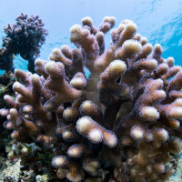 Hard Corals (harðkórallar)