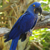 Macaws (arnpáfar)