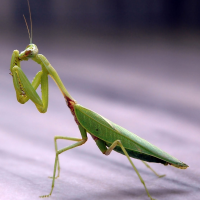 Mantises (bænabeiður)