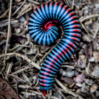 Millipedes (margfætlur)