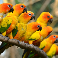 Parrots (páfagaukar)