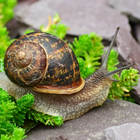 Snails (landsniglar)