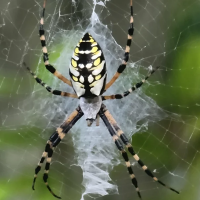 Spiders (kóngulær)