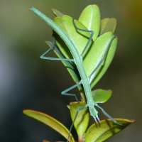 Stick Insects (förustafir)