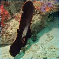 Batfish (spaðafiskar)