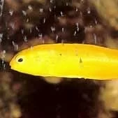 Blennies (blennar)
