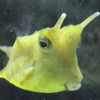 Boxfish (skrínfiskar)
