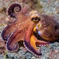 Cephalopods (smokkar & glyttur)