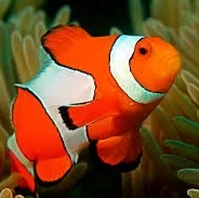 Clownfish (trúðar)
