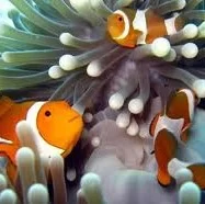 Clownfish (trúðar)