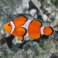 Clownfish (trúðar)