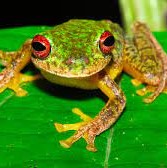 Frogs (froskar)