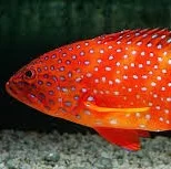 Groupers (vartarar)