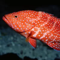 Groupers (vartarar)