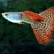 Guppies (gúbbar)