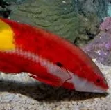 Hogfish (galtarfiskar)