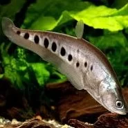 Knifefish (hnífafiskar)