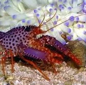 Lobsters (humrar)