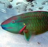 Parrotfish (goggfiskar)