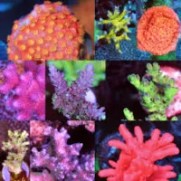 SPS Corals