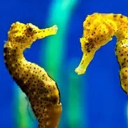 Seahorses (sæhestar)