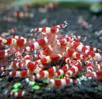 Shrimps (vatnarækjur)