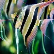 Angelfish (skallar)